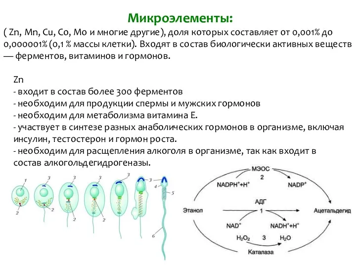 Микроэлементы: ( Zn, Mn, Cu, Co, Mo и многие другие), доля