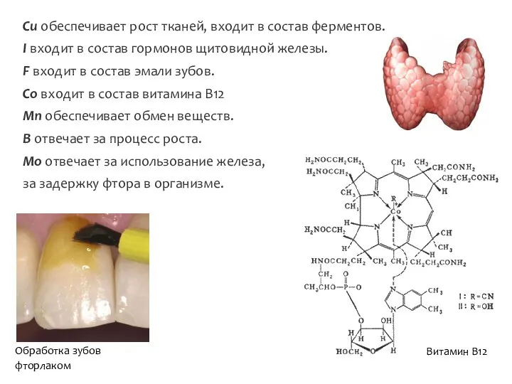 Cu обеспечивает рост тканей, входит в состав ферментов. I входит в