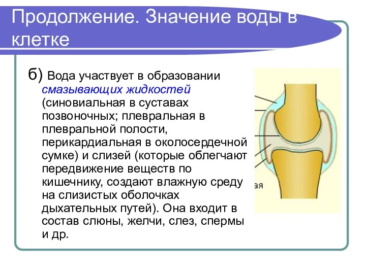 Продолжение. Значение воды в клетке б) Вода участвует в образовании смазывающих