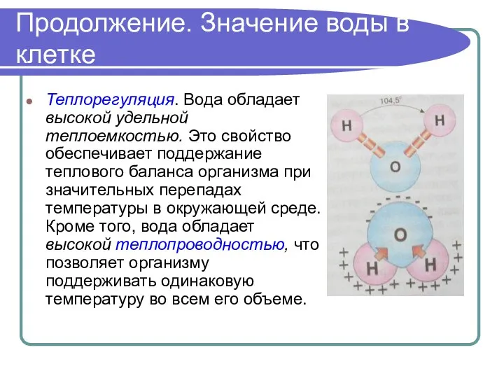 Продолжение. Значение воды в клетке Теплорегуляция. Вода обладает высокой удельной теплоемкостью.