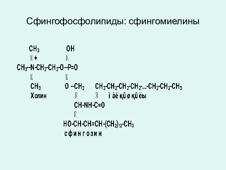 Сфингофосфолипиды: сфингомиелины