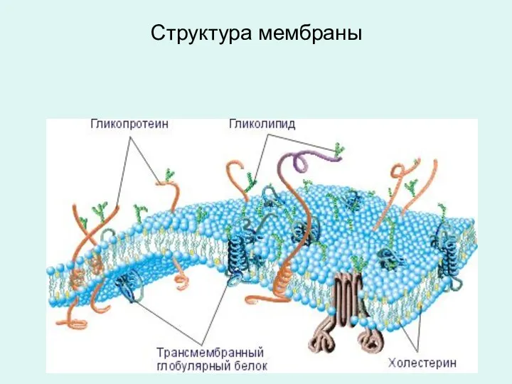 Структура мембраны