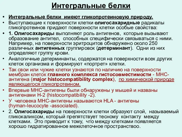 Интегральные белки Интегральные белки имеют гликопротеиновую природу. Выступающие к поверхности клетки