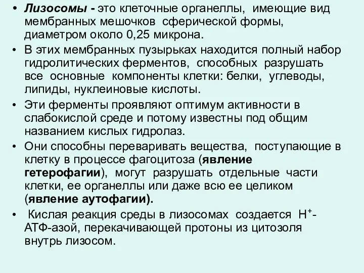 Лизосомы - это клеточные органеллы, имеющие вид мембранных мешочков сферической формы,