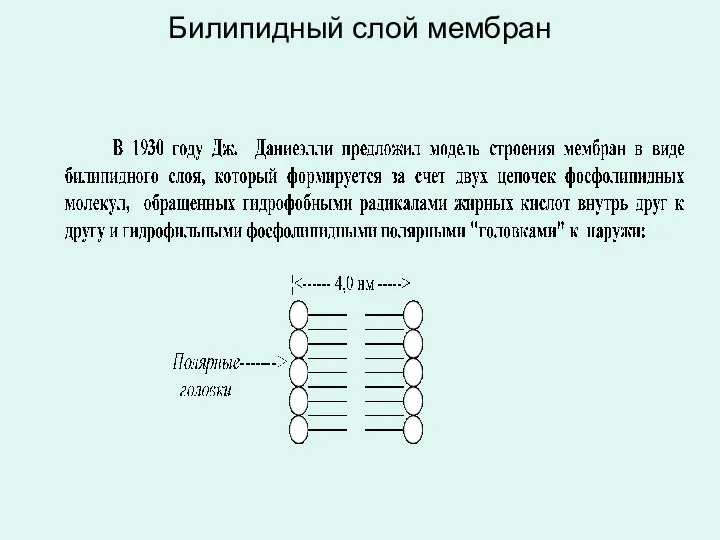 Билипидный слой мембран