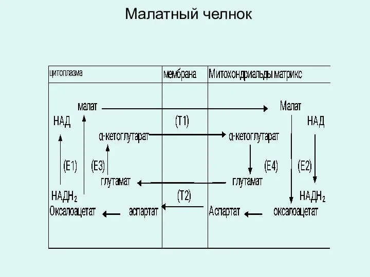 Малатный челнок