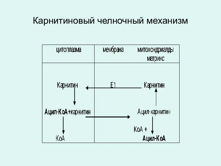 Карнитиновый челночный механизм