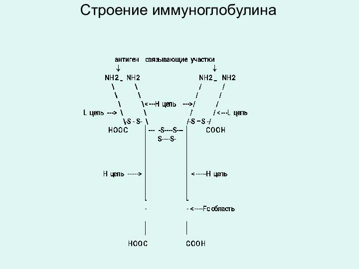 Строение иммуноглобулина