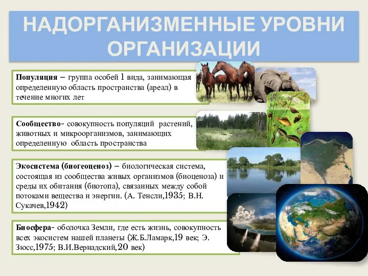 НАДОРГАНИЗМЕННЫЕ УРОВНИ ОРГАНИЗАЦИИ Популяция – группа особей 1 вида, занимающая определенную