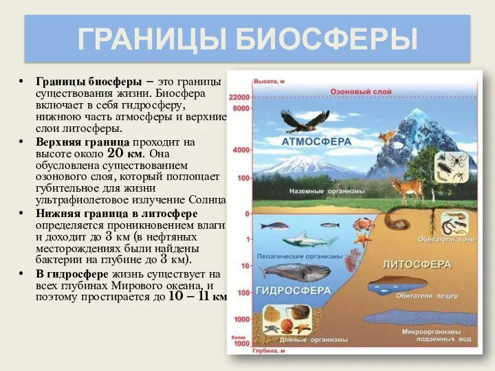 ГРАНИЦЫ БИОСФЕРЫ Границы биосферы – это границы существования жизни. Биосфера включает