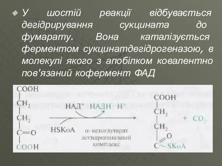 У шостій реакції відбувається дегідрирування сукцината до фумарату. Вона каталізується ферментом