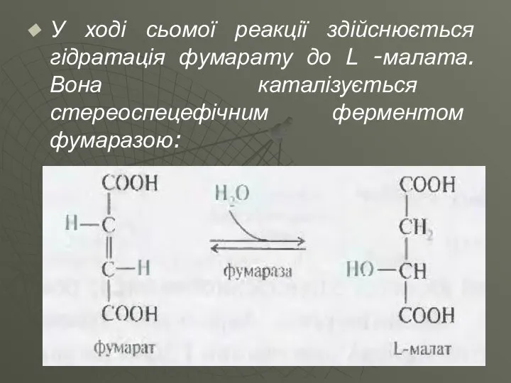 У ході сьомої реакції здійснюється гідратація фумарату до L -малата. Вона каталізується стереоспецефічним ферментом фумаразою: