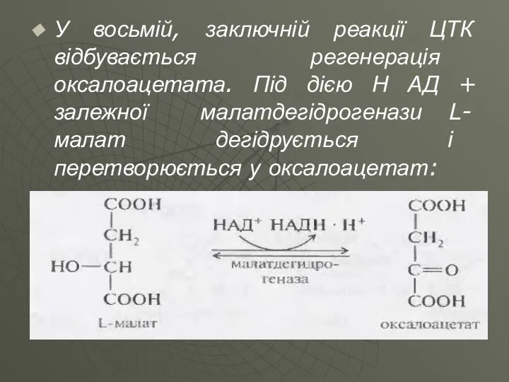 У восьмій, заключній реакції ЦТК відбувається регенерація оксалоацетата. Під дією Н