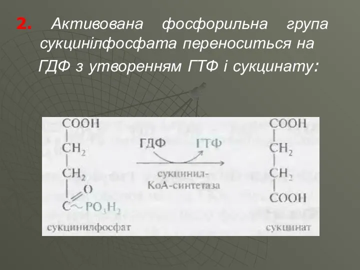 2. Активована фосфорильна група сукцинілфосфата переноситься на ГДФ з утворенням ГТФ і сукцинату: