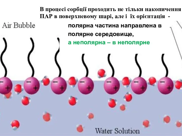 полярна частина направлена в полярне середовище, а неполярна – в неполярне