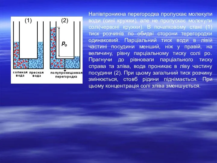 Напівпроникна перегородка пропускає молекули води (сині кружки), але не пропускає молекули