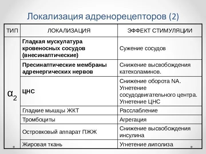 Локализация адренорецепторов (2)