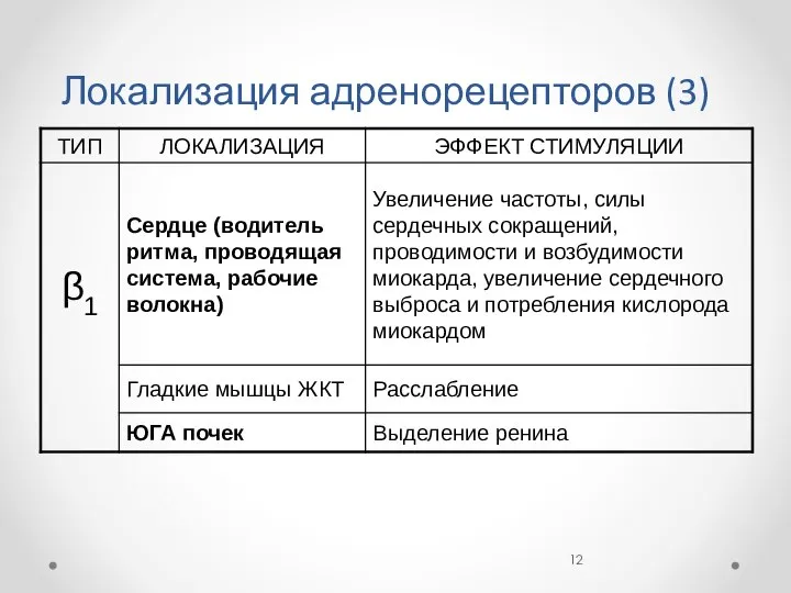 Локализация адренорецепторов (3)