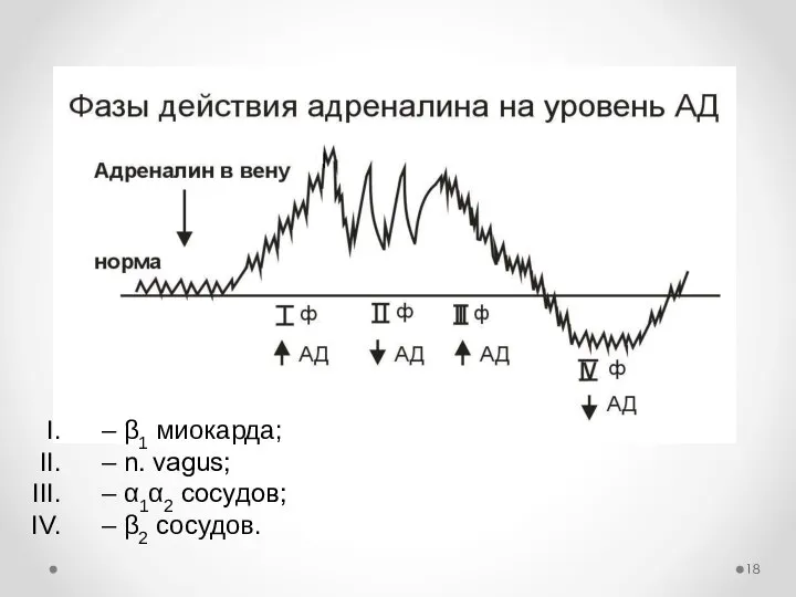 Эффекты адреналина (2): – β1 миокарда; – n. vagus; – α1α2 сосудов; – β2 сосудов.