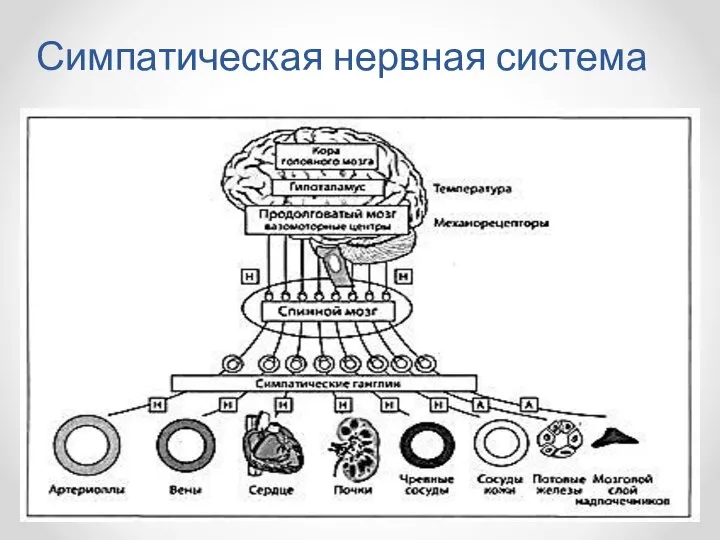 Симпатическая нервная система