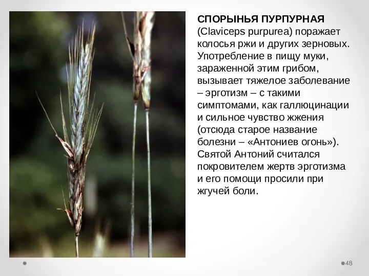 СПОРЫНЬЯ ПУРПУРНАЯ (Claviceps purpurea) поражает колосья ржи и других зерновых. Употребление