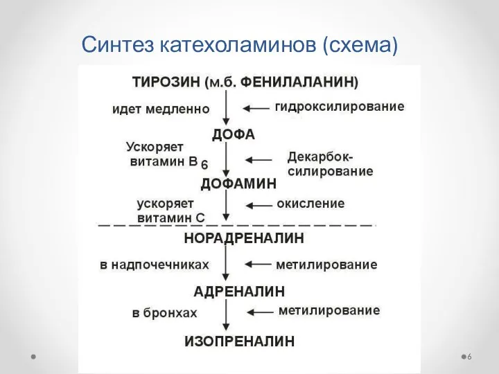 Синтез катехоламинов (схема)