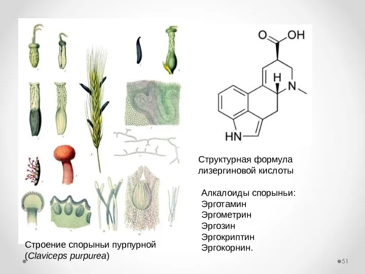 Строение спорыньи пурпурной (Claviceps purpurea) Структурная формула лизергиновой кислоты Алкалоиды спорыньи: Эрготамин Эргометрин Эргозин Эргокриптин Эргокорнин.