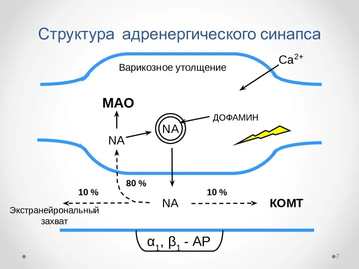 Структура адренергического синапса NA Са2+ α1, β1 - АР NA ДОФАМИН