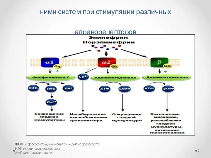 Схема активации различных G-белков и связанных с ними систем при стимуляции