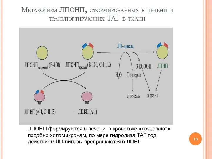 Метаболизм ЛПОНП, сформированных в печени и транспортирующих ТАГ в ткани ЛПОНП