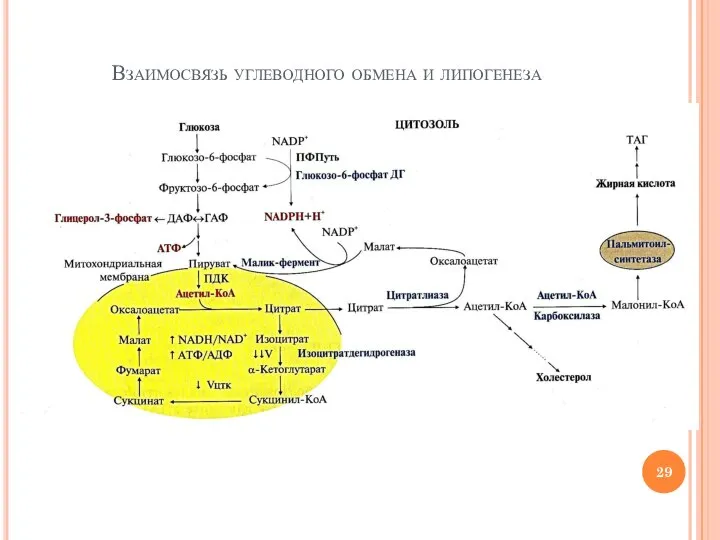 Взаимосвязь углеводного обмена и липогенеза
