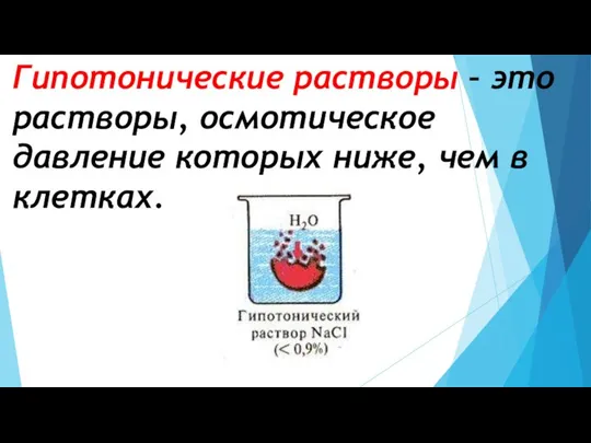 Гипотонические растворы – это растворы, осмотическое давление которых ниже, чем в клетках.