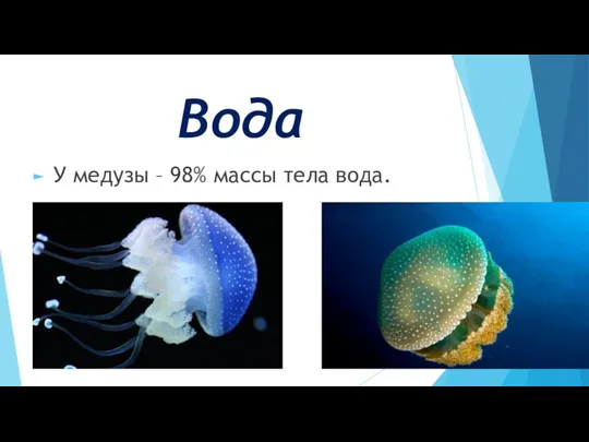 Вода У медузы – 98% массы тела вода.