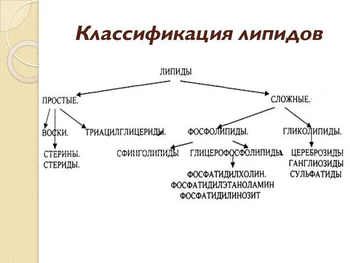 Классификация липидов