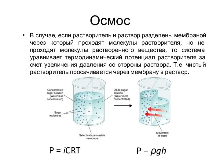 Осмос В случае, если растворитель и раствор разделены мембраной через который