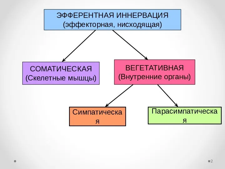 ЭФФЕРЕНТНАЯ ИННЕРВАЦИЯ (эффекторная, нисходящая) СОМАТИЧЕСКАЯ (Скелетные мышцы) ВЕГЕТАТИВНАЯ (Внутренние органы) Симпатическая Парасимпатическая