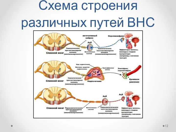 Схема строения различных путей ВНС