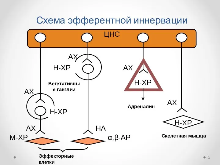 Схема эфферентной иннервации ЦНС Вегетативные ганглии Эффекторные клетки АХ АХ Н-ХР