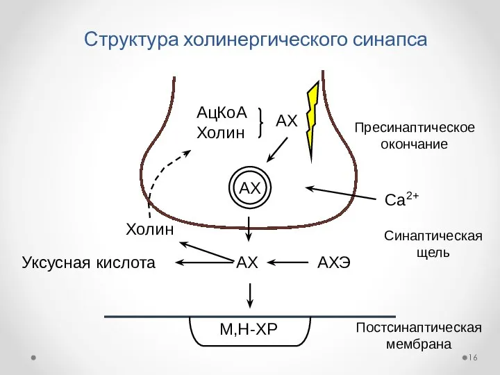 Структура холинергического синапса АХ АцКоА Холин АХ АХ АХЭ Холин Уксусная