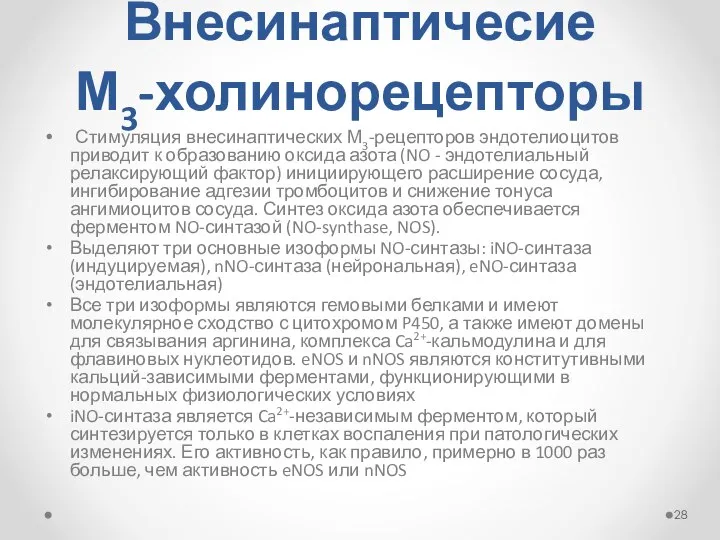 Внесинаптичесие М3-холинорецепторы Стимуляция внесинаптических М3-рецепторов эндотелиоцитов приводит к образованию оксида азота