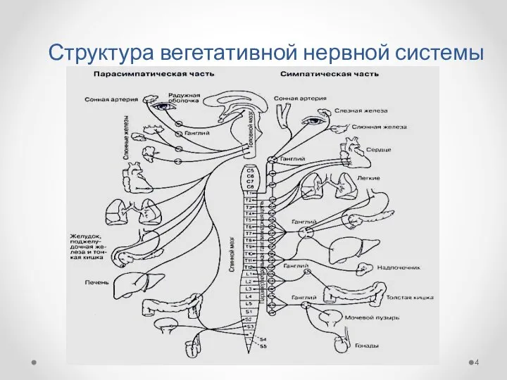 Структура вегетативной нервной системы