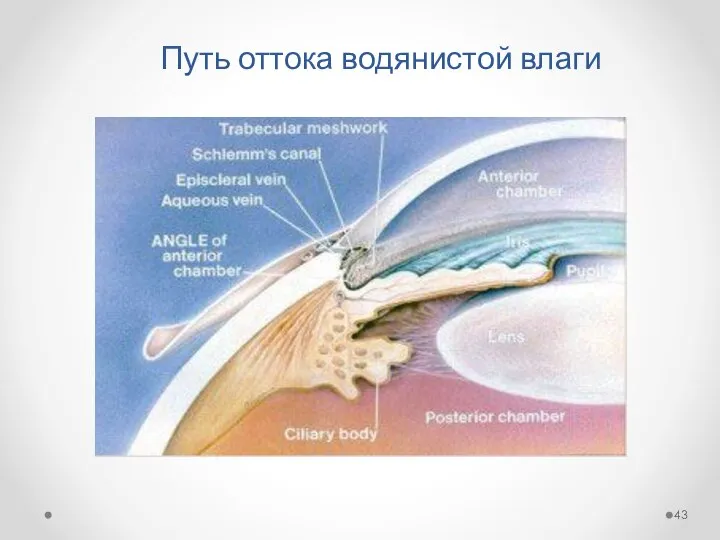 Путь оттока водянистой влаги