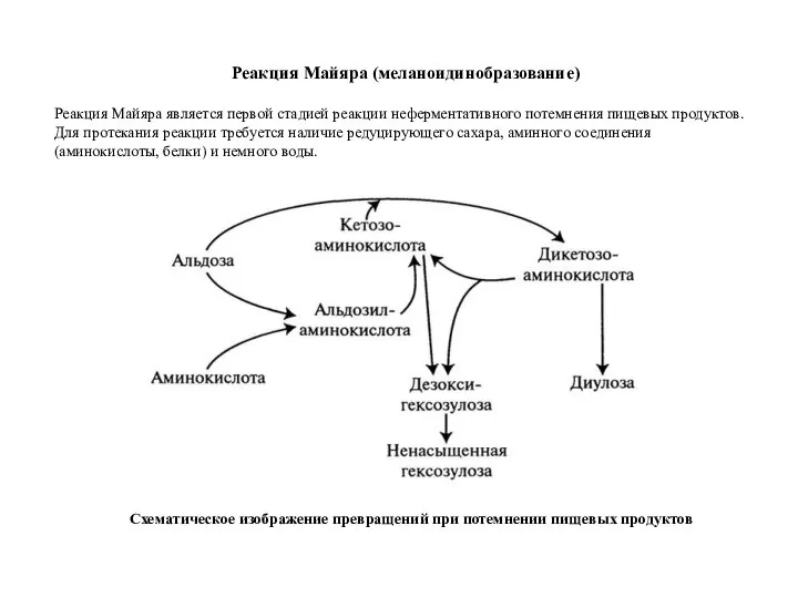 Реакция Майяра (меланоидинобразование) Реакция Майяра является первой стадией реакции неферментативного потемнения