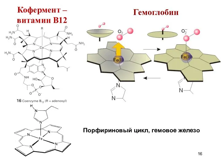 Гемоглобин Порфириновый цикл, гемовое железо Кофермент – витамин В12