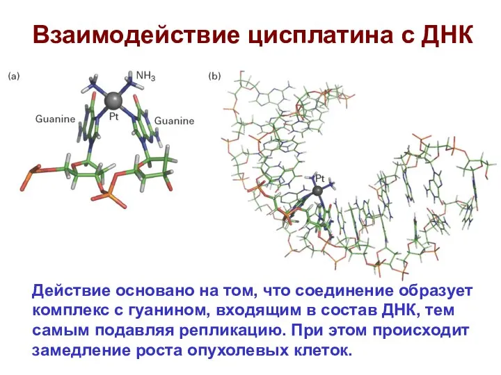 Взаимодействие цисплатина с ДНК Действие основано на том, что соединение образует