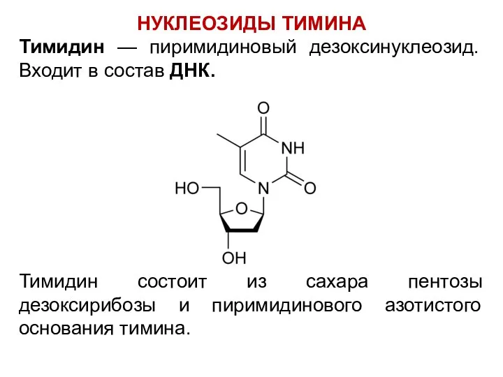 НУКЛЕОЗИДЫ ТИМИНА Тимидин — пиримидиновый дезоксинуклеозид. Входит в состав ДНК. Тимидин