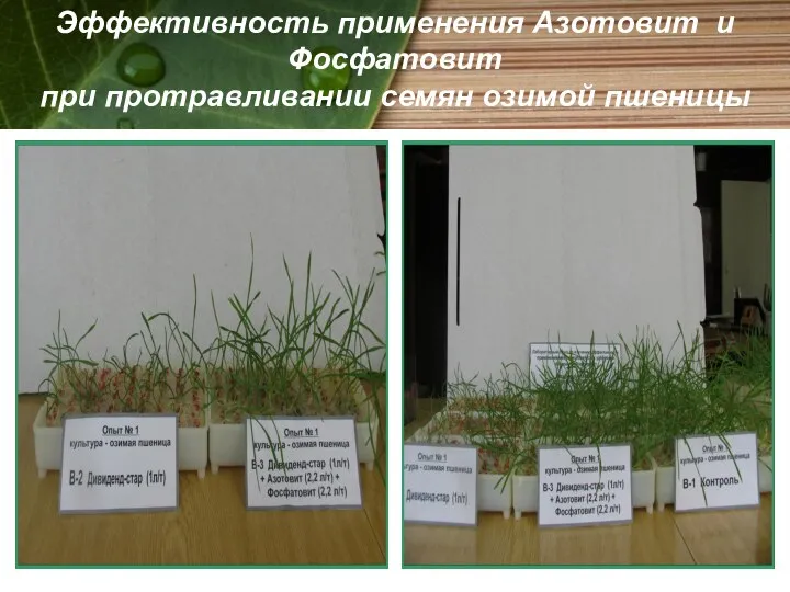 Эффективность применения Азотовит и Фосфатовит при протравливании семян озимой пшеницы