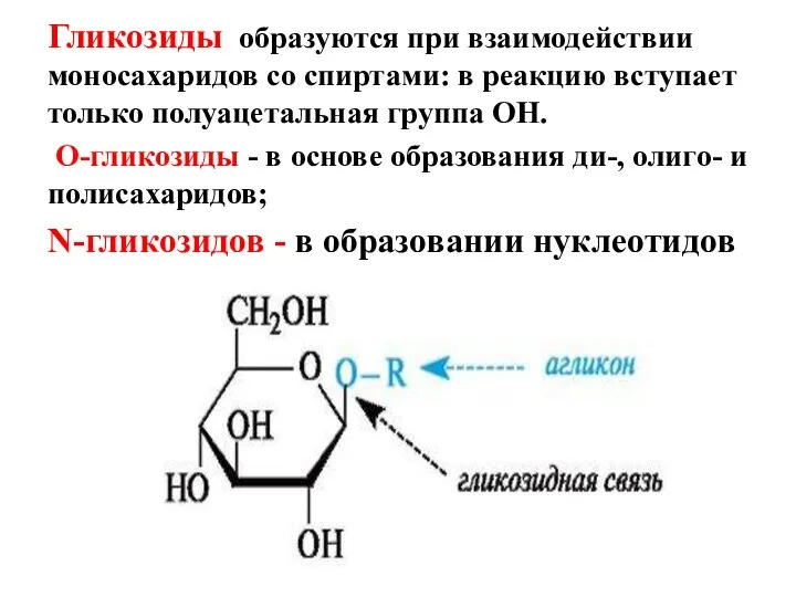 Гликозиды образуются при взаимодействии моносахаридов со спиртами: в реакцию вступает только