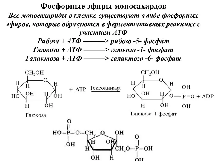 Фосфорные эфиры моносахардов Все моносахариды в клетке существуют в виде фосфорных