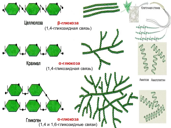 α-глюкоза (1,4-гликозидная связь) β-глюкоза (1,4-гликозидная связь) α-глюкоза (1,4 и 1,6-гликозидные связи)